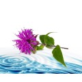 Monarda Floral Water